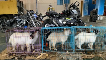 Bea Cukai Tindak Barang Impor Ilegal dari Thailand, Ada Motor Bekas-Kambing