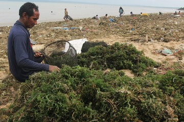 Budi Daya Rumput Laut Rusak Diterjang Banjir Rob