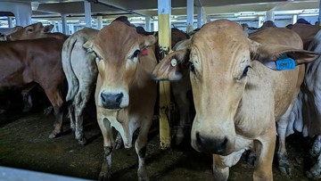 184 Ekor Sapi Impor Australia Mendarat di RI