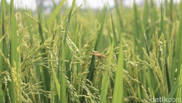 Buat Stok Lebaran, Zulhas Minta Bulog Serap Beras 25.000 ton Per Hari