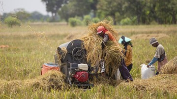 Pengusaha Klaim Patuh Perintah Prabowo Beli Gabah Rp 6.500/Kg, Tapi...