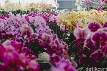 Jelang Hari Raya, Penjual Hampers Anggrek Panen Cuan