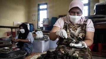 Melihat Produksi Olahan Unik Tomat Rasa Kurma