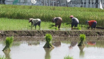 Jurus BUMN Siapkan Benih Padi Berkualitas buat Petani