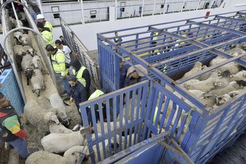 Aljazair Impor 15 Ribu Domba dari Rumania untuk Idul Adha