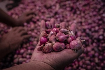 Harga Bawang Merah di Semarang Turun