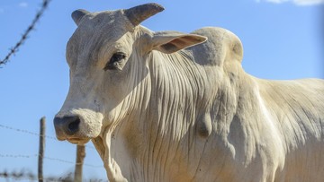 Sapi Bantuan dari Prabowo Mati Sebelum Dikurban, Kementan Cek Penyebabnya