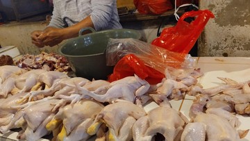 Harga Ayam Anjlok, Jadi Semurah Ini!