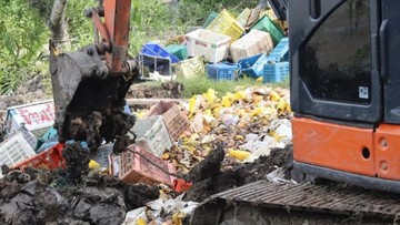 25,9 Ton Mangga Impor Ilegal dari Malaysia Dimusnahkan!