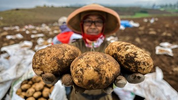 Musim Panen Kentang di Batu, Petani Sumringah