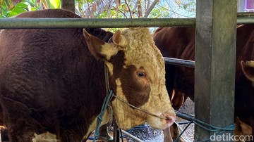 Prabowo Bagi-bagi 985 Sapi Kurban