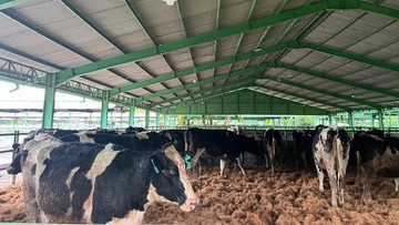 RI Datangkan Lebih dari 1.500 Sapi Perah dari Australia buat Geber Produksi Susu