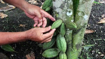 Harga Cokelat Lagi Melonjak, Prabowo Mau RI Kebut Produksi Kakao