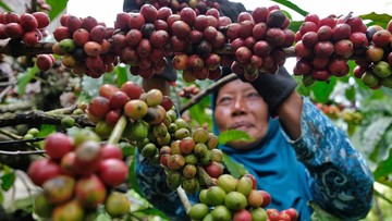 Panen Kopi Robusta di Temanggung Melimpah Tahun Ini