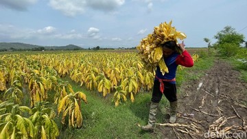 Petani Tembakau Terancam, Aturan Baru Soal Rokok Disorot