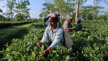 Cuaca Kering Ancam Masa Depan Teh India dan Pasokan Global