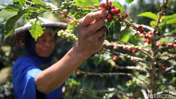 RI Mau Geber Ekspor UMKM ke Jerman, Produk Kopi jadi Andalan