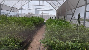 Unik! Ada Kebun di Atas Pasar Mayestik, Begini Penampakannya