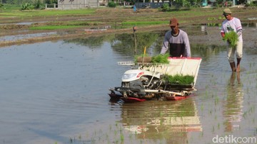 Jurus BUMN Kembangkan Benih buat Genjot Produksi Pangan
