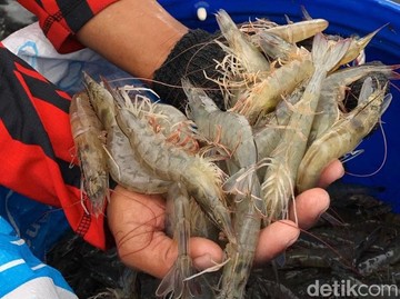 Sempat Diterpa Isu Radioaktif, Udang RI Masih Jadi Primadona di AS & Eropa!