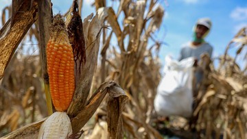 Pemerintah Bakal Umumkan Swasembada Beras & Jagung