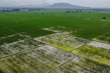 Luas Panen Padi di Banten Meningkat Sepanjang 2025