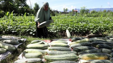Panen Timun Suri Segar Siap Ramaikan Pasar Ramadan