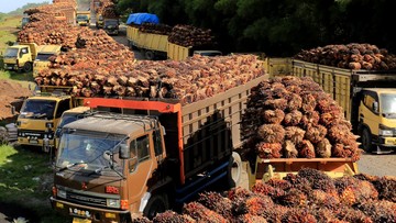 Jurus Industri Sawit Dongkrak Produksi dan Percepat Regenerasi