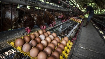 Bapanas Siapkan Bansos 1 Kg Ayam & 10 Telur Imbas Harga Anjlok
