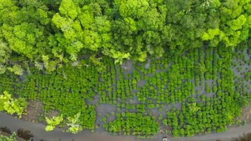 Program Mangrove NHM di Kao Tumbuh Pesat, Tingkat Keberhasilan Capai 90%