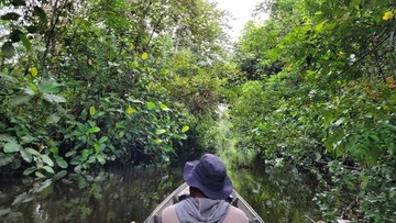 Karbon Hutan RI Berpeluang Dihargai Premium, Ini Syaratnya