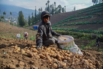 Panen Kentang Granola Warnai Musim Kemarau di Ranupani
